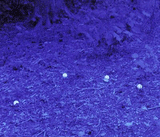 BALLHAWK™ GOLF BALL FINDING GLASSES - NEVER BUY ANOTHER GOLF BALL AGAIN!